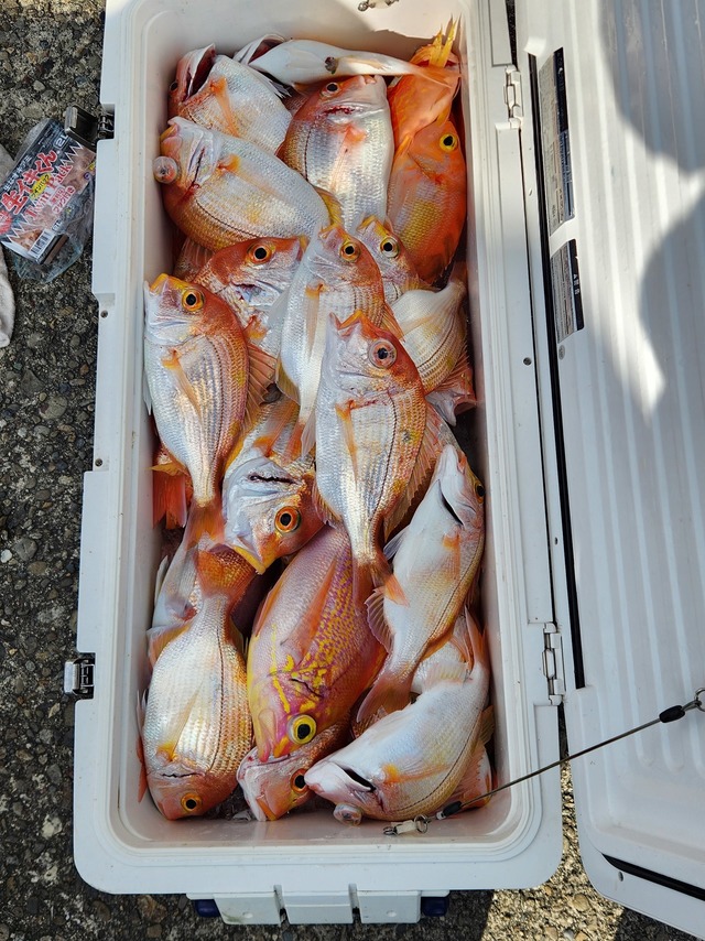 レンコダイ(キダイ)