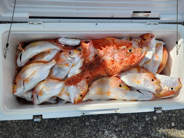 レンコダイ(キダイ)