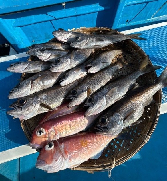 アマダイ(アカアマダイ)・クロムツ