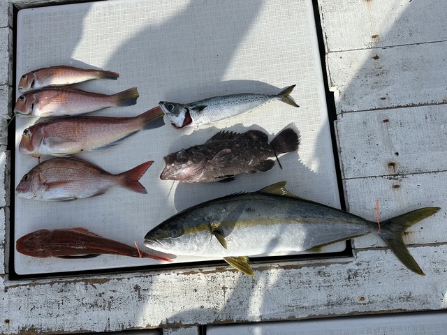 マダイ・ヒラマサ・アマダイ(アカアマダイ)・ホウボウ・サバ(ゴマサバ)