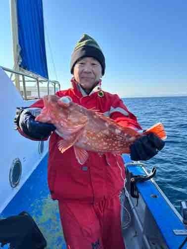 カンコ(ウッカリカサゴ)