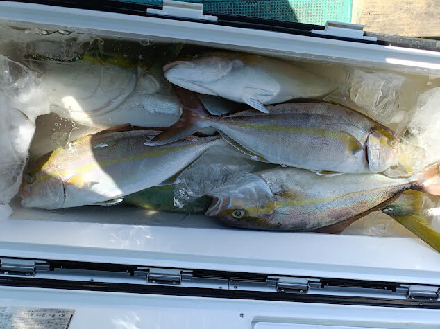 ネイリ(カンパチ)