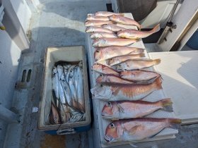 アマダイ(アカアマダイ)・タチウオ