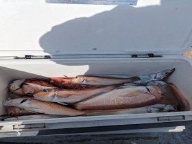 アマダイ(アカアマダイ)・タチウオ