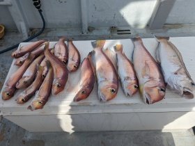 アマダイ(アカアマダイ)・シロアマダイ