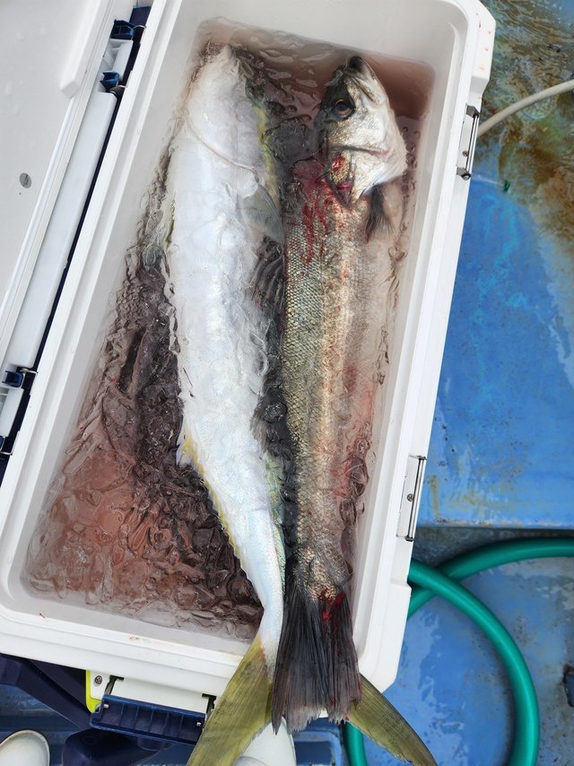 スズキ・ワラサ(ブリ)