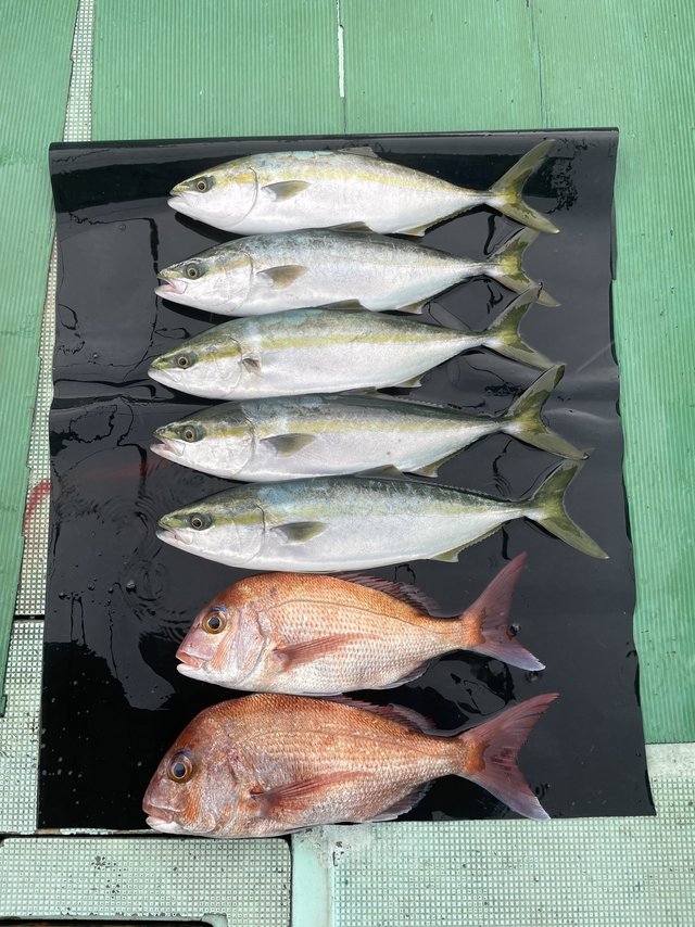 マダイ・ハマチ(ブリ)