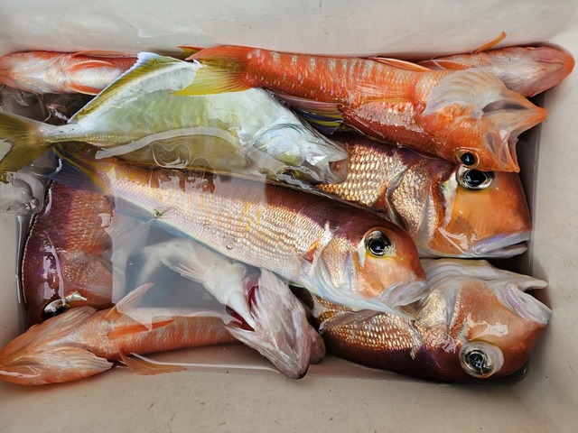 アマダイ(アカアマダイ)