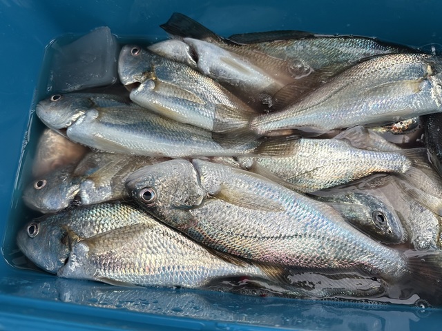 イシモチ(シログチ)