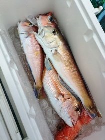 アマダイ(アカアマダイ)・シロアマダイ