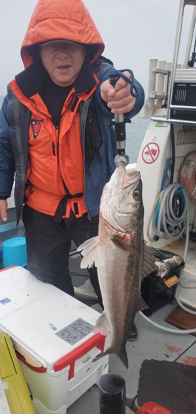 シーバス(スズキ)