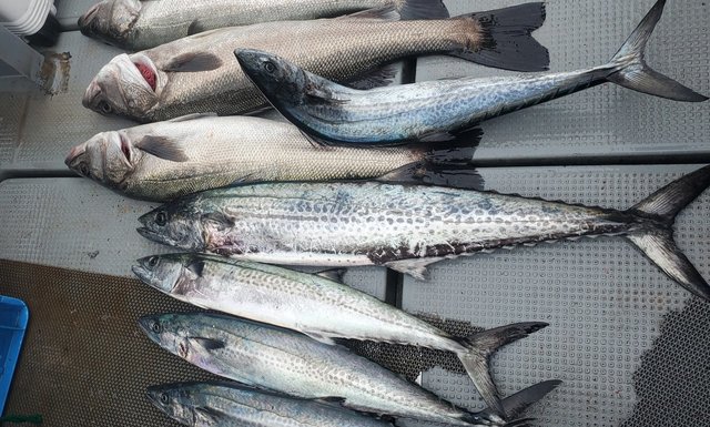 シーバス(スズキ)・サゴシ(サワラ)