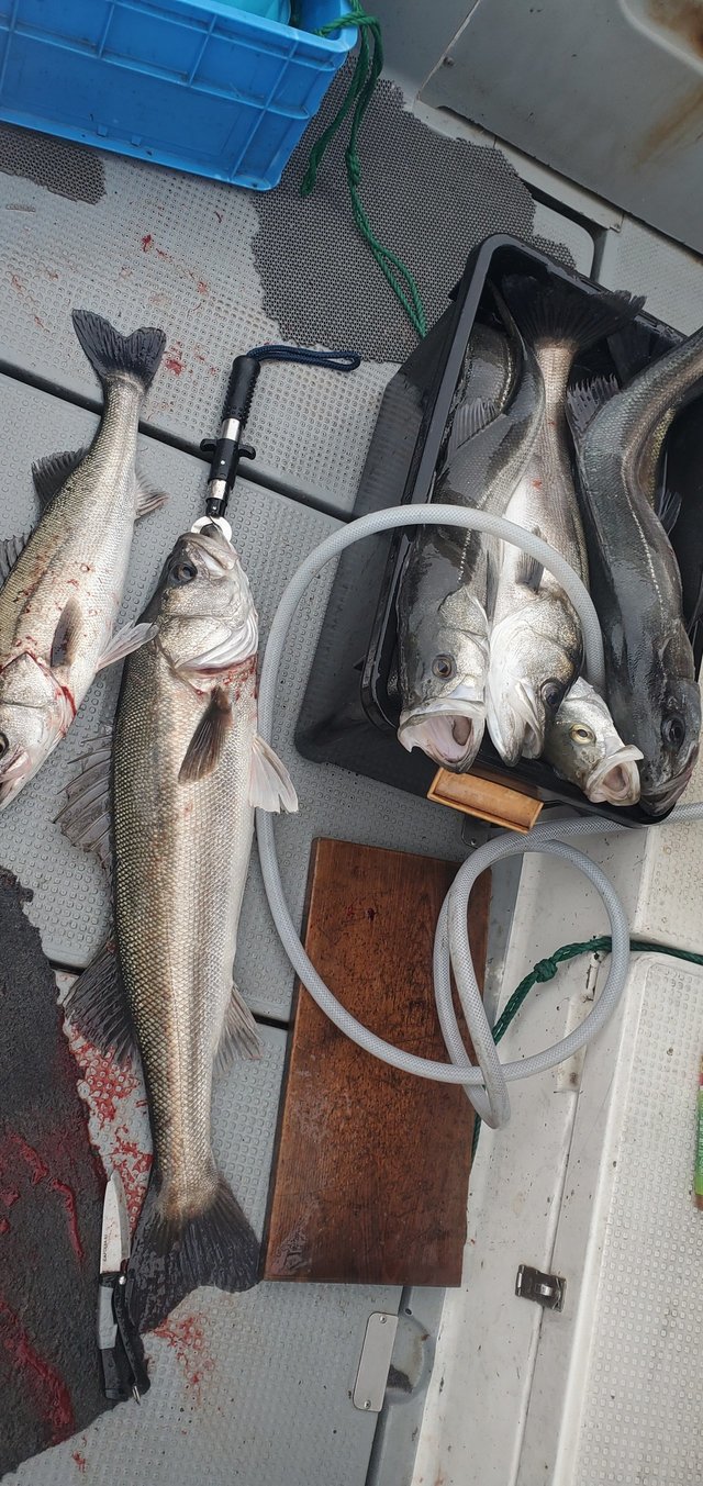 シーバス(スズキ)