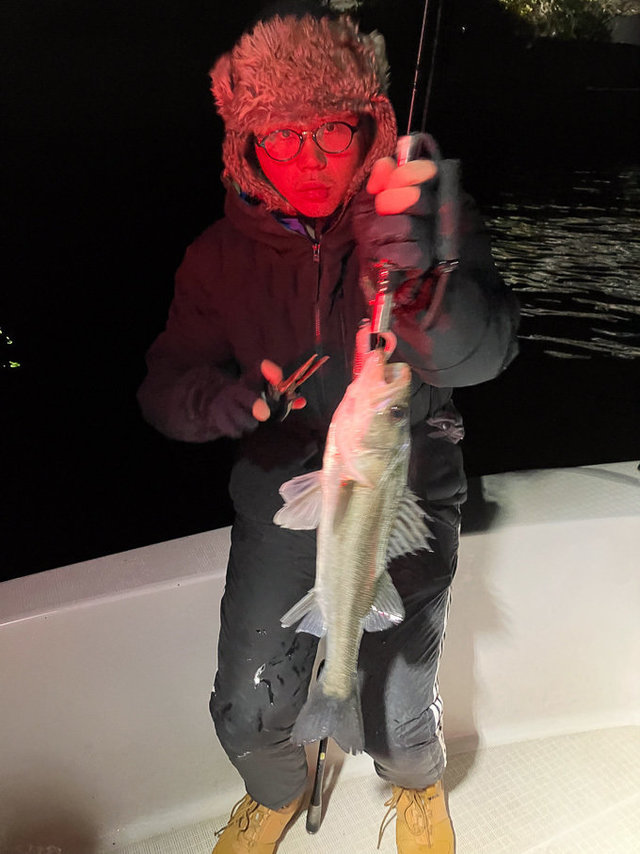 シーバス(スズキ)