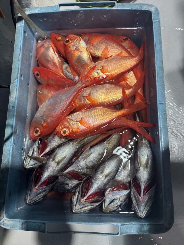 ムツ(クロムツ)・キンメ(キンメダイ)