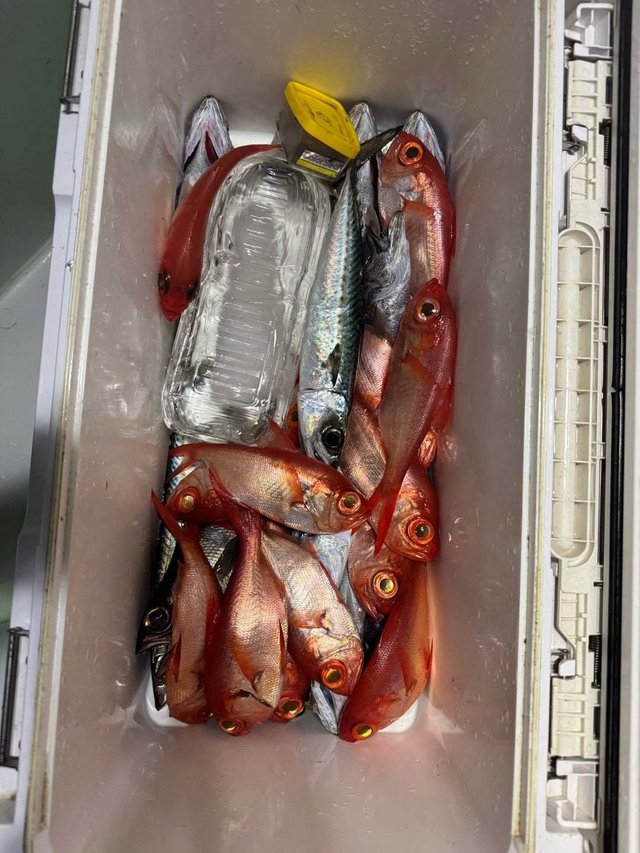 ムツ(クロムツ)・キンメ(キンメダイ)