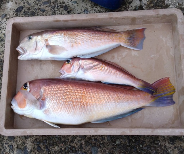 アマダイ(アカアマダイ)