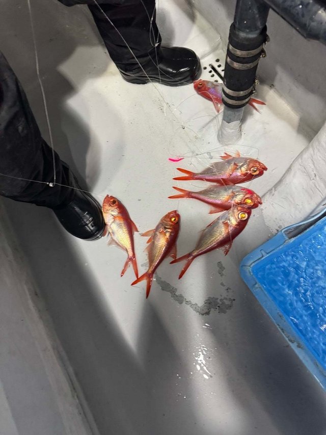 キンメ(キンメダイ)