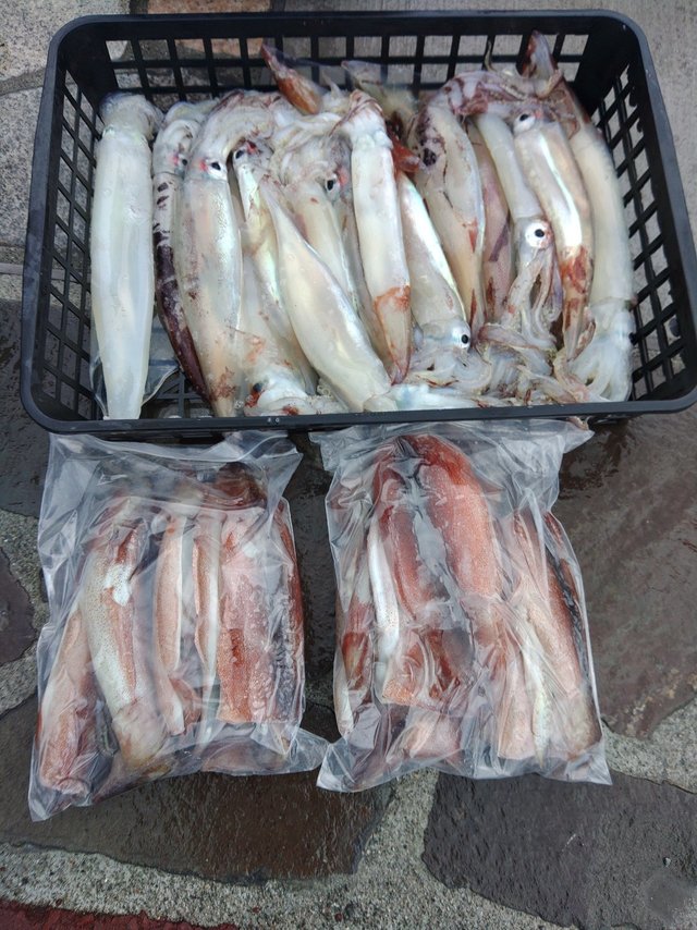 スルメ(スルメイカ)