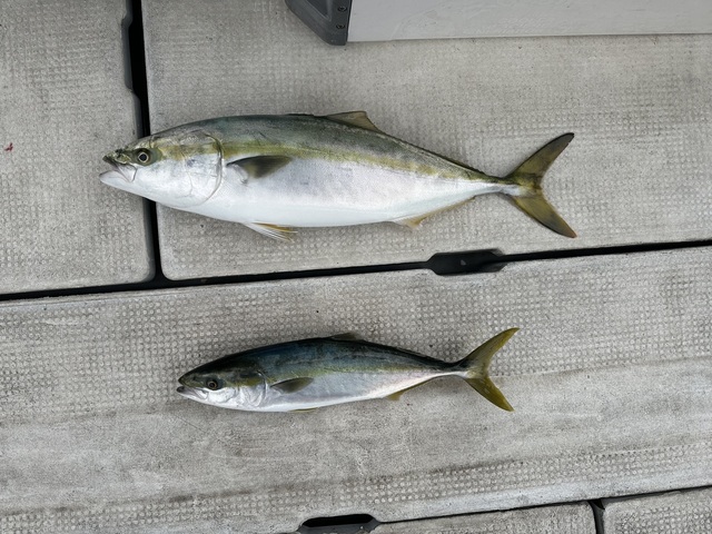 ハマチ(ブリ)・メジロ(ブリ)