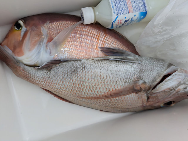 マダイ・アマダイ(アカアマダイ)