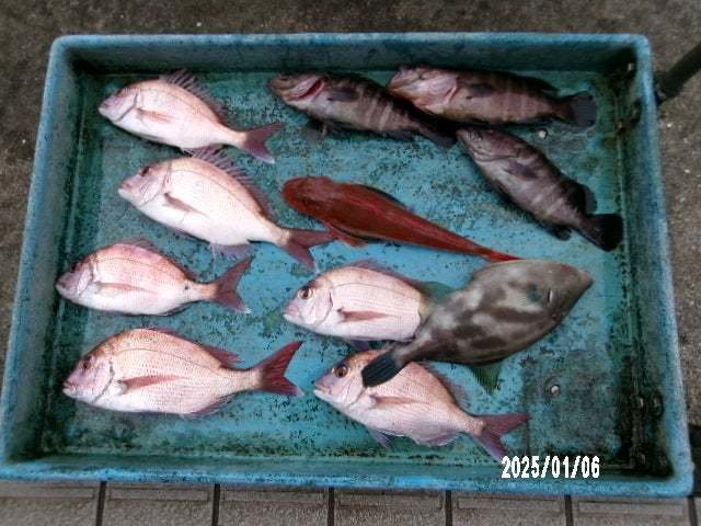 マダイ・マハタ・ホウボウ・ウマヅラ(ウマヅラハギ)