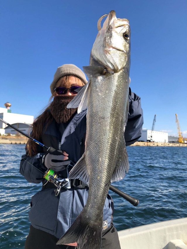 シーバス(スズキ)