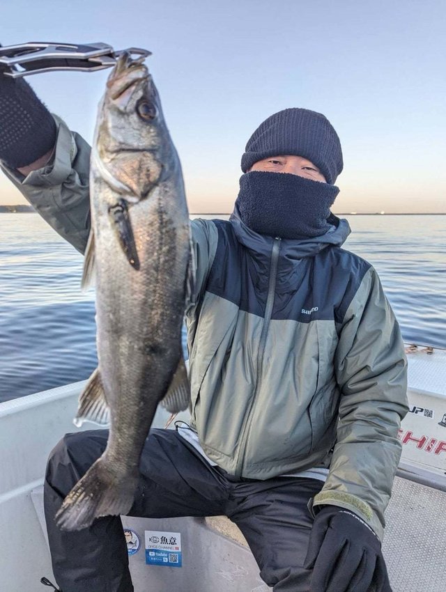 シーバス(スズキ)