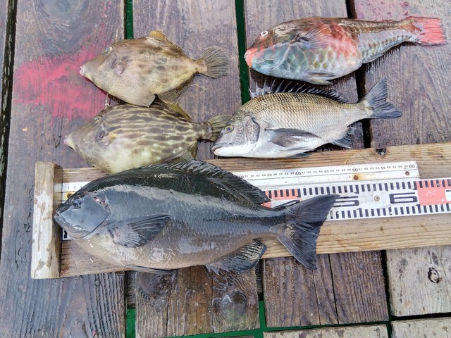 グレ(メジナ)・カワハギ