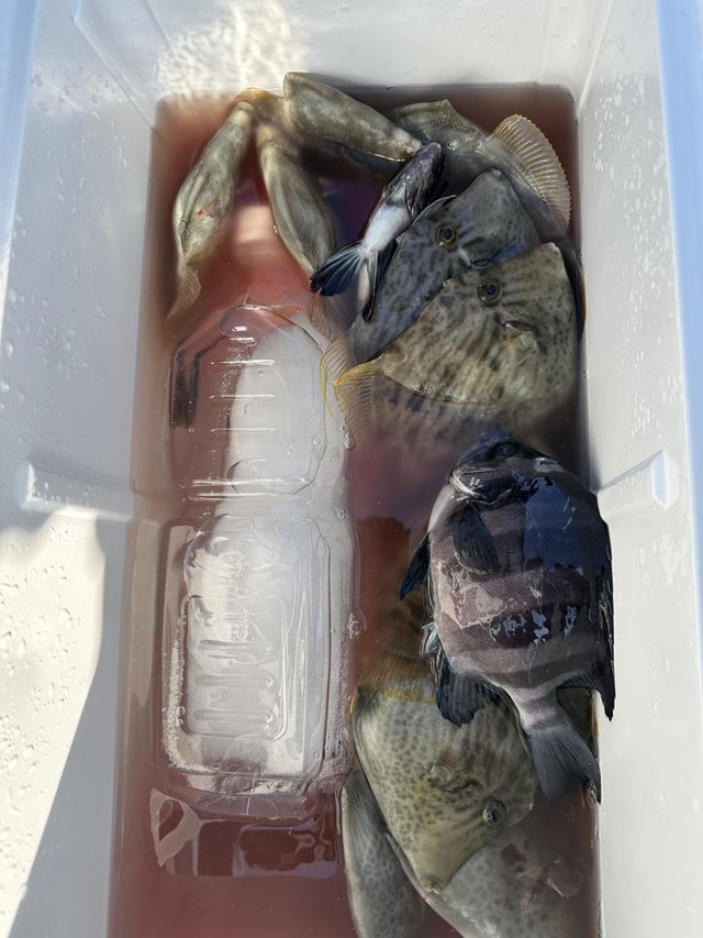 イシダイ・カワハギ