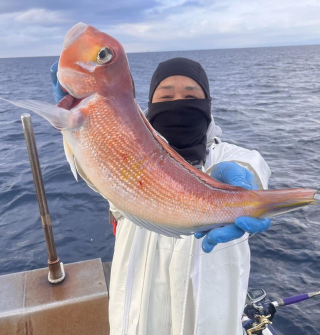 アマダイ(アカアマダイ)