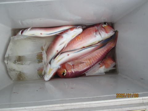 アマダイ(アカアマダイ)