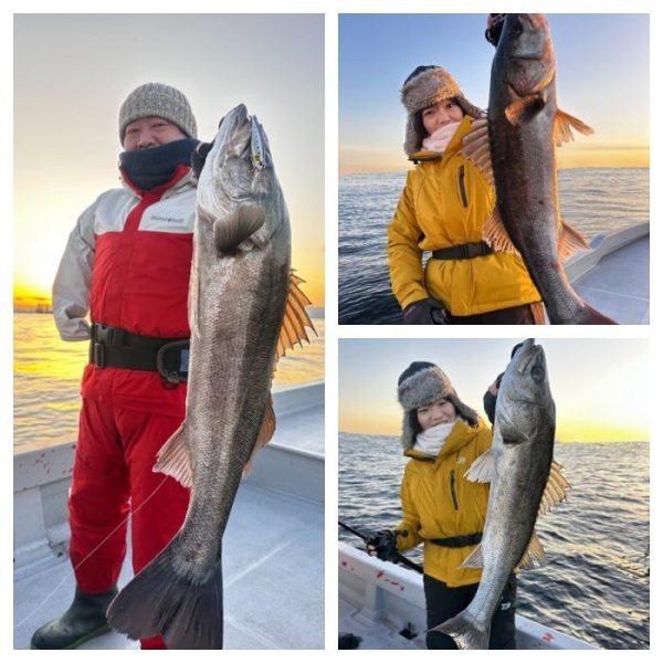 シーバス(スズキ)