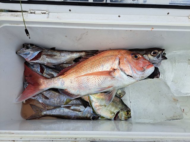 マダイ・カイワリ・クロムツ