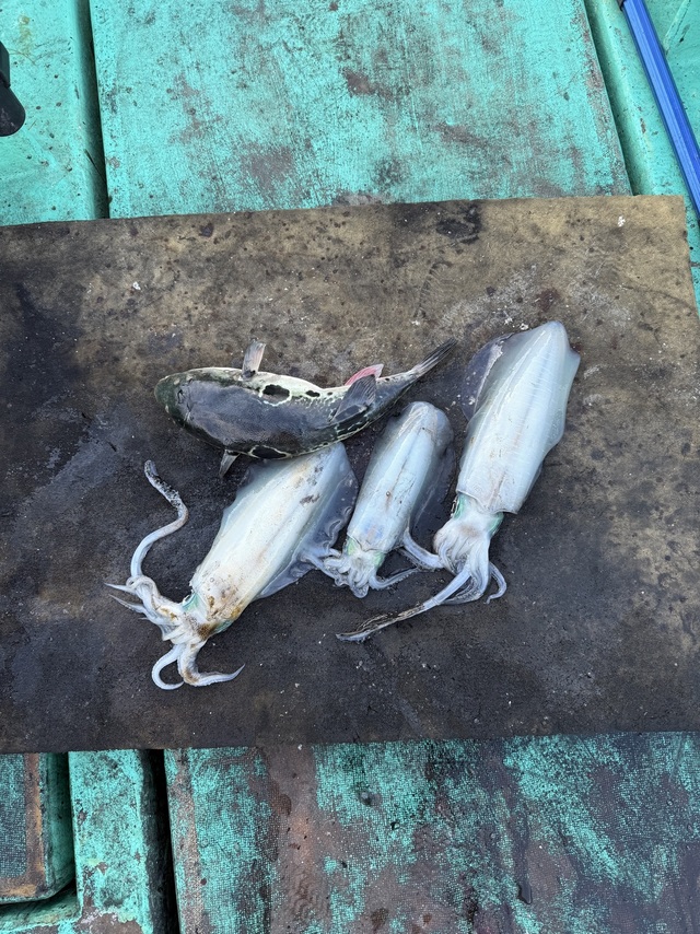 トラフグ・アオリイカ