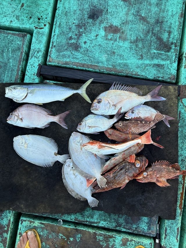 タイ(マダイ)・イナダ(ブリ)