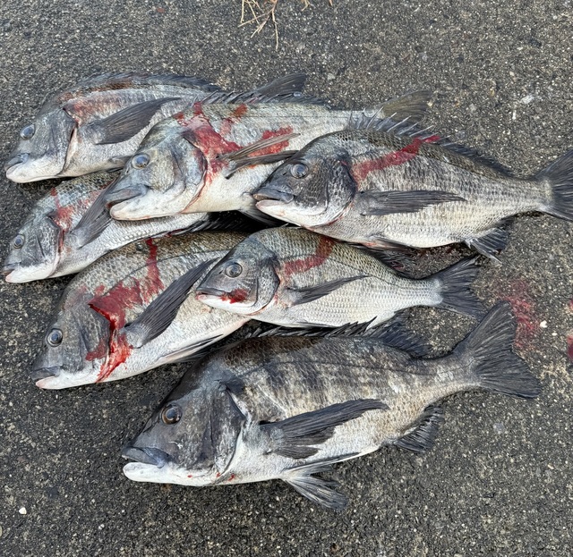 チヌ(クロダイ)