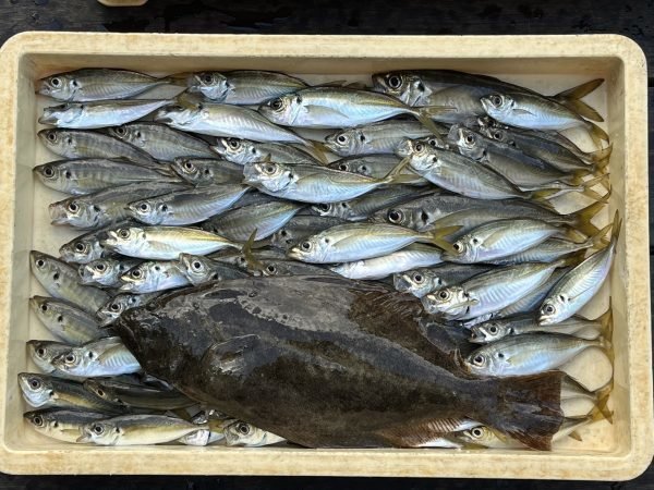 アジ(マアジ)・ヒラメ