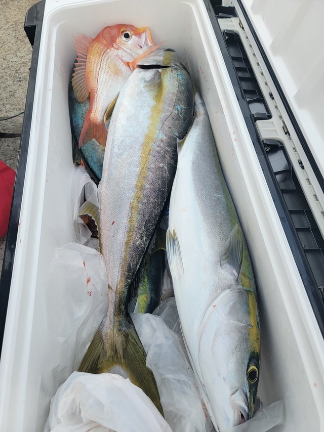 ヤズ(ブリ)・ヒラマサ