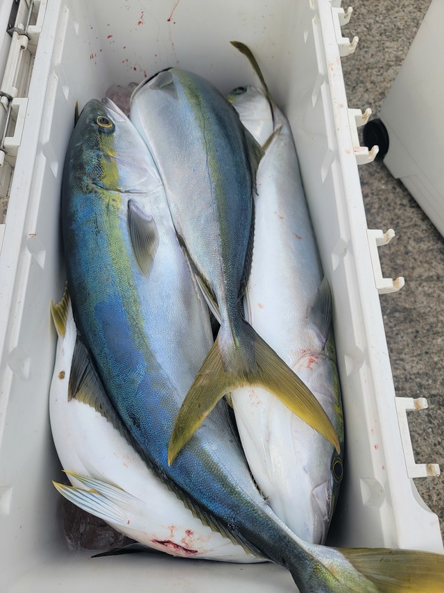 ヤズ(ブリ)・ヒラマサ