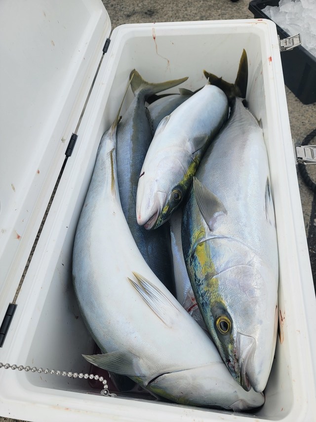 ヤズ(ブリ)・ヒラマサ