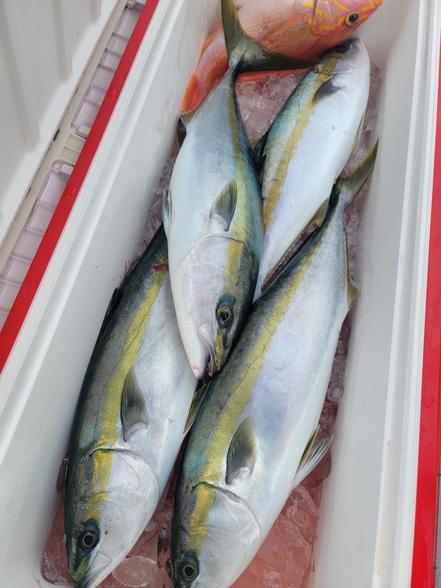 ヤズ(ブリ)・ヒラマサ