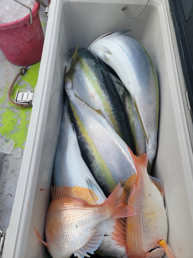 ヤズ(ブリ)・ヒラマサ