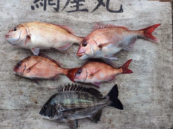 マダイ・クロダイ