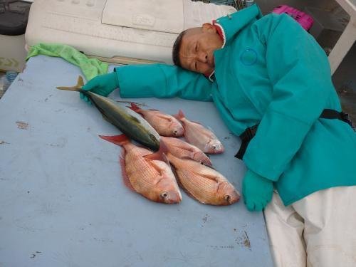 マダイ・イナダ(ブリ)