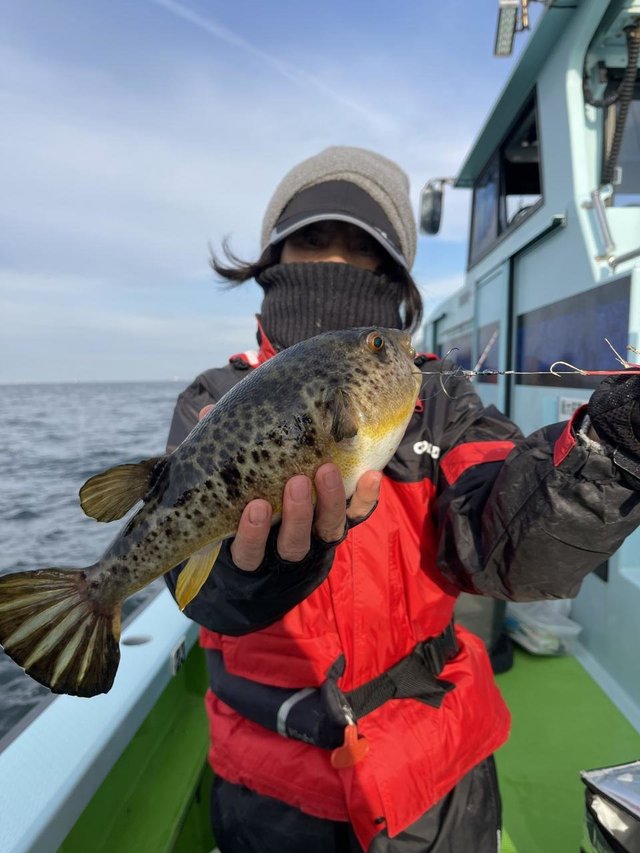 フグ(アカメフグ)