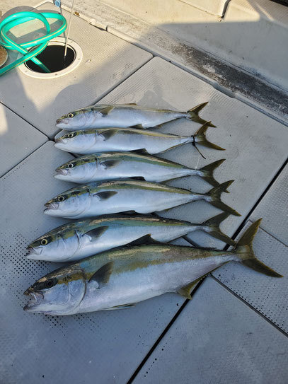 ヤズ(ブリ)・ヒラマサ