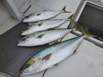 ヤズ(ブリ)・ヒラマサ