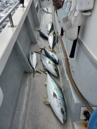 スマガツオ(スマ)