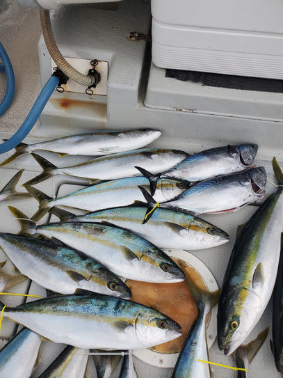 ヤズ(ブリ)・ヒラマサ・スマガツオ(スマ)